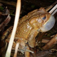 Photo of American toad with vocal sac inflated.